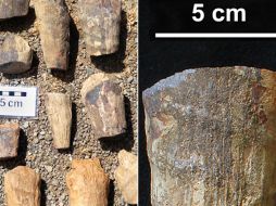 La especie se creía, hasta ahora, que era exclusivo de Siberia y Norteamérica. ESPECIAL