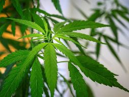 Con la reforma a la Ley General de Salud se pretend eregularizar el uso de cannabis lúdico, medicinal e industrial. AFP/M. Anton