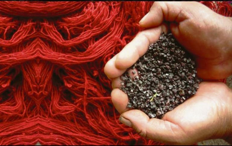 Grana cochinilla. Es un insecto hemíptero parásito de plantas perteneciente a la familia Dactylopiidae, cuyo huésped son los nopales o tunas. ESPECIAL