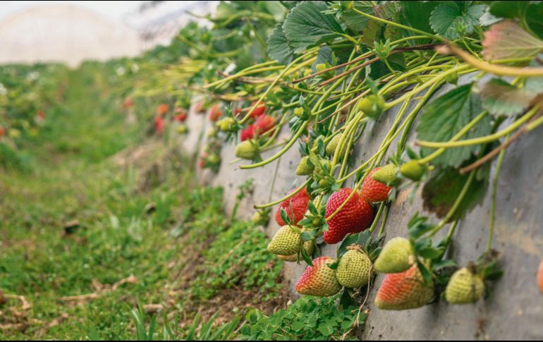 Cultivo. Se cuida al máximo la calidad de la fresa.