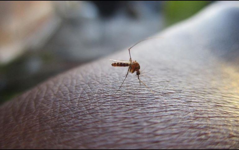 Dengue. En Paraguay asciende a 20 la cantidad de personas fallecidas debido al virus del dengue. NTX