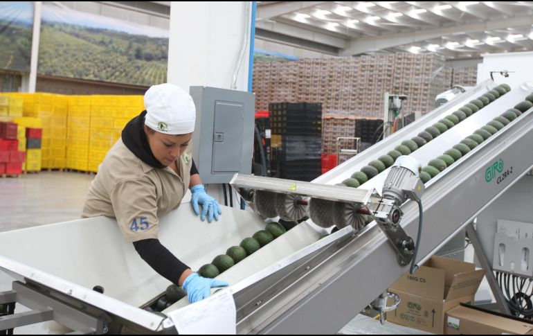 Jalisco encabeza el sector de agronegocios a nivel nacional; tequila, berries y aguacate, los principales cultivos. EL INFORMADOR/Archivo