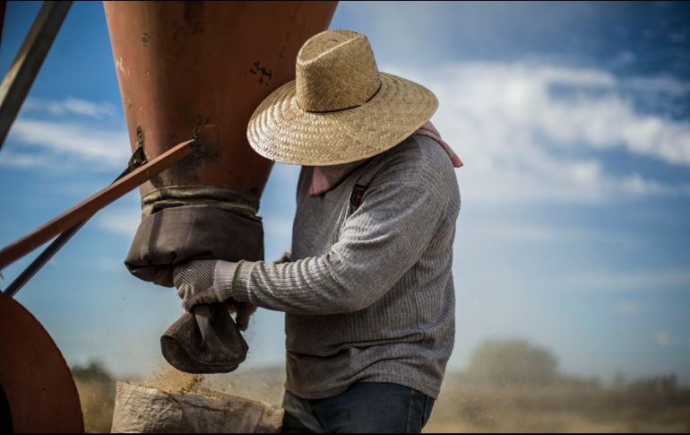 Actualmente en Jalisco el promedio de producción de maíz es de siete toneladas por hectárea. EL INFORMADOR / ARCHIVO
