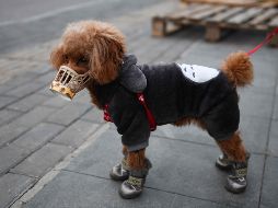 No existe ninguna prueba de que animales como gatos o perros puedan infectarse con este virus o transmitirlo a los seres humanos. AFP / ARCHIVO