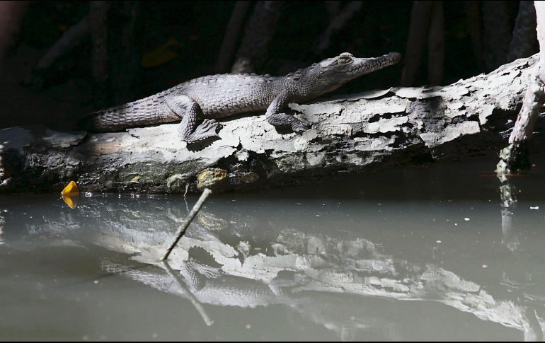 El Salado dejará de operar como un fideicomiso y contará con autonomía y patrimonio propio. NOTMEX/Archivo