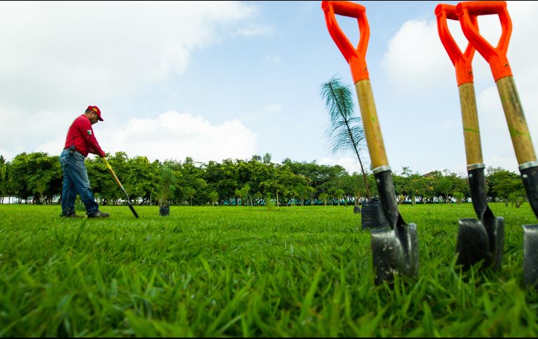 El monto que se cubrirá por el pago a los 39 mil sembradores será de dos mil 101 millones de pesos, informó la titular de la Secretaría de Bienestar. EL INFORMADOR / ARCHIVO