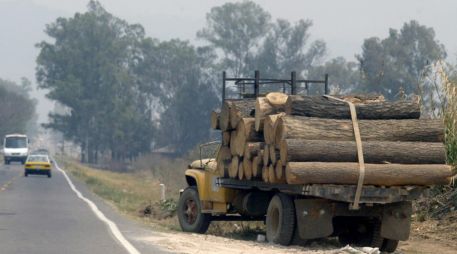Talpa y Tapalpa encabezan tala clandestina en Jalisco