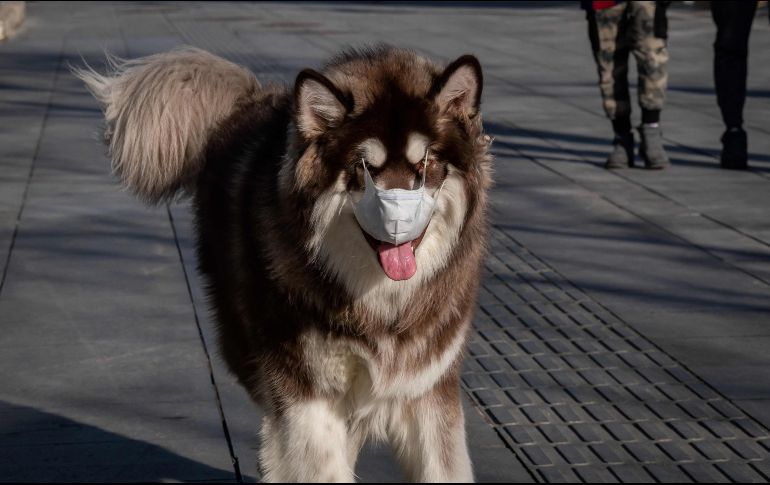 A quienes tiene mascotas en China no deben alarmarse mientras mantengas buenas prácticas de higienes entre ellos y sus animales. También hacen un llamado para no abandonarlos. AFP / ARCHIVO