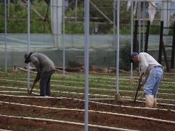 Junto con Danone, Grupo Altex creó el programa Madre Tierra para apoyar la sustentabilidad a través de mejores técnicas y prácticas. EL INFORMADOR/Archivo
