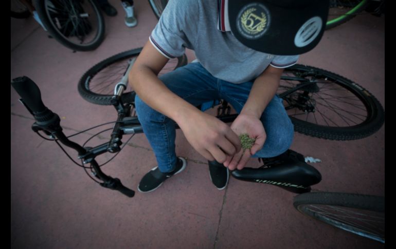 Hacen un llamado a las autoridades a poner atención y exigir que se respete a los usuarios del cannabis. EL INFORMADOR/F. Atilano