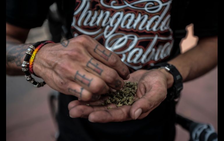 Hacen un llamado a las autoridades a poner atención y exigir que se respete a los usuarios del cannabis. EL INFORMADOR/F. Atilano