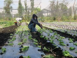 Los chinamperos han implementado el uso de plásticos y el riego por goteo para potenciar los cultivos. EFE/M. Muñoz