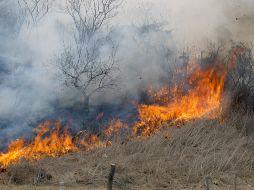 Las multas se triplicarán si las quemas se realizan a diez metros de un área natural protegida. EL INFORMADOR / ARCHIVO