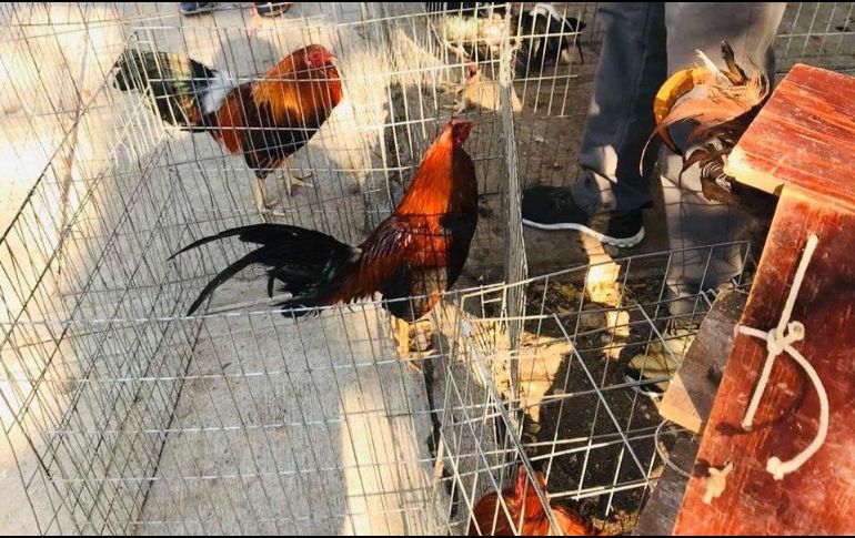 Las supervisiones se realizan de forma permanente con el propósito de evitar la comercialización irregular de animales. Cortesía