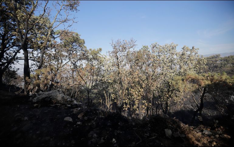El personal que trabaja en el Bosque atenderá las recomendaciones emitidas por el Gobierno del Estado, con el uso constante de gel antibacterial. EL INFORMADOR / ARCHIVO