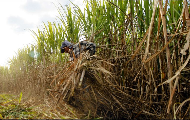 A partir de 2014, el país vecino demandó a México por supuesto dumping e impuso aranceles que hacían casi imposible exportar hacia Norte América. EL INFORMADOR / ARCHIVO