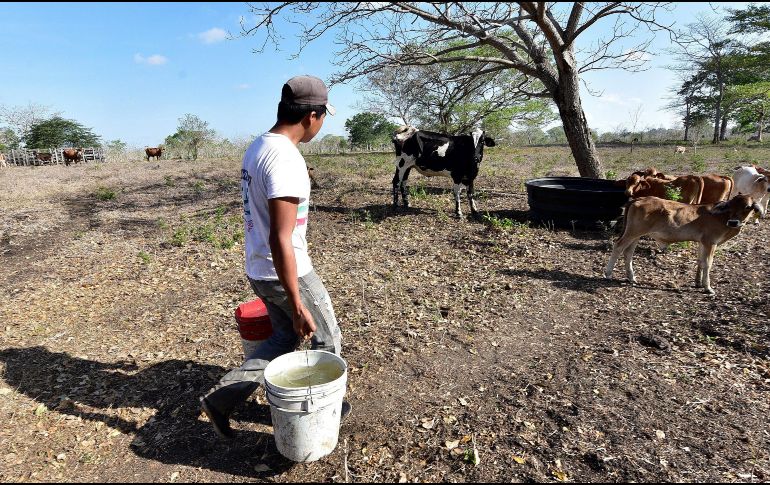 En el Estado se registran hasta 307 denuncias por el delito de robo de ganado. EFE / ARCHIVO