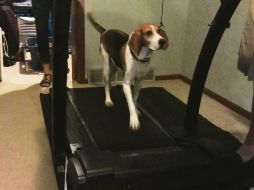 Aislarse es complicado para la mayoría, pero si alguien resentirá especialmente la falta de paseos y salidas al parque, esa será tu mascota. ESPECIAL