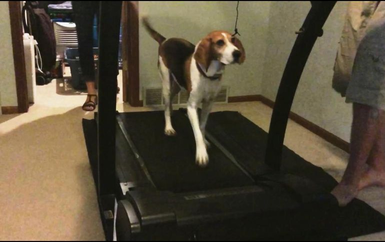 Aislarse es complicado para la mayoría, pero si alguien resentirá especialmente la falta de paseos y salidas al parque, esa será tu mascota. ESPECIAL