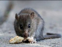 La persona murió en la provincia de Yunnan, ubicada a los pies del Himalaya. ARCHIVO