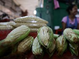 La medida contempla la creación del Consejo Nacional del Maíz Nativo y establece las líneas maestras para diseñar políticas públicas de fomento y protección de este alimento. EFE/S. Gutiérrez