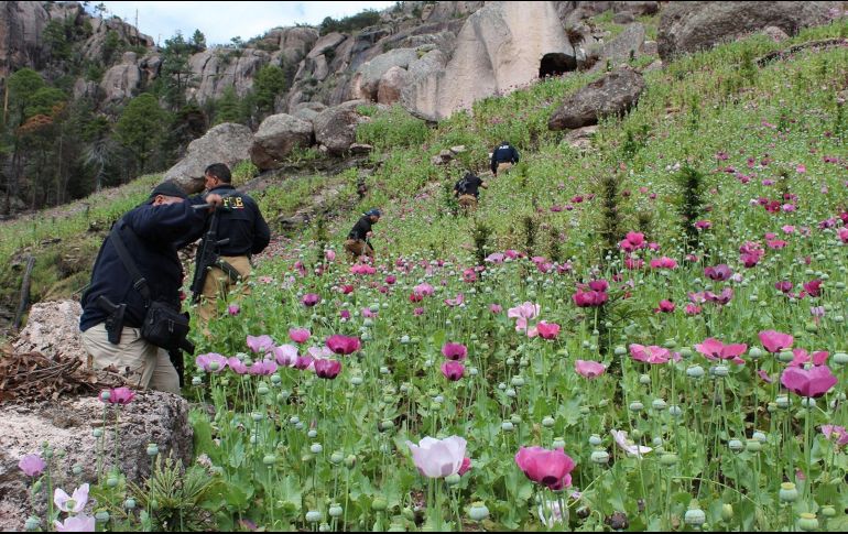 Detallan que la siembra de amapola se redujo debido a que los grupos criminales están optando cada vez por las drogas sintéticas como el fentanilo. NTX/ARCHIVO