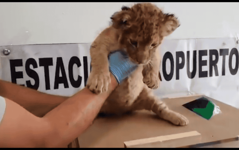 El cachorro fue puesto a disposición del Agente del Ministerio Público Federal. ESPECIAL / @GN_MEXICO_