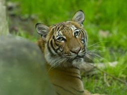 Uno de los tigres malayos del zoológico del Bronx en Nueva York. GETTY IMAGES