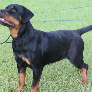 Tu mascota también es importante