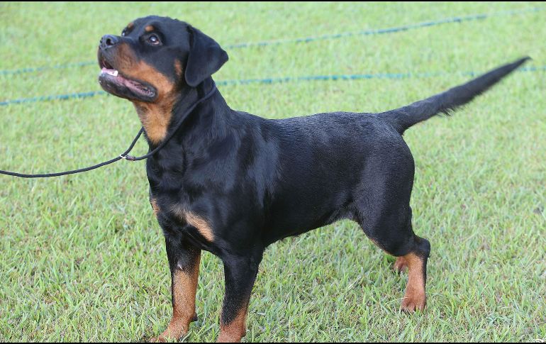 SANOS. Es vital que tu mascota no sufra por el cambio de dinámica. ESPECIAL