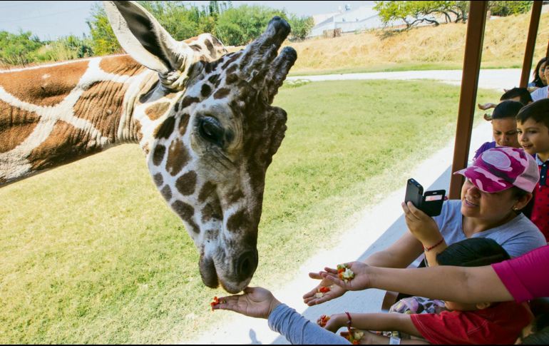 Una de las recomendaciones a quienes tienen bajo su cuidado especies animales es evitar que tengan contacto con otros mamíferos. EL INFORMADOR/Archivo