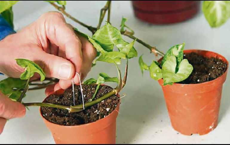 ENTRETENIMIENTO. Las plantas también son una terapia ocupacional. ESPECIAL