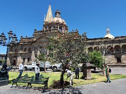 Ayer iniciaron con la plantación de los ejemplares en la Plaza de Armas del Centro tapatío. EL INFORMADOR/J. Camacho