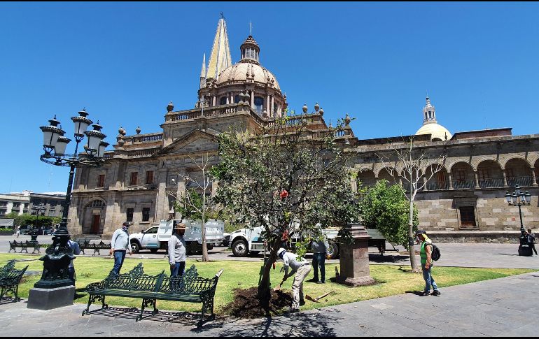 Ayer iniciaron con la plantación de los ejemplares en la Plaza de Armas del Centro tapatío. EL INFORMADOR/J. Camacho