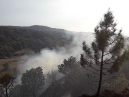 El detenido fue sorprendido prendiendo fuego a la hojarasca. EL INFORMADOR/Archivo