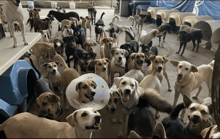 El albergue puede recibir 