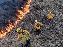 En total, fueron 39 elementos de Zapopan y 24 de la Conafor los que participaron hasta controlar el siniestro. ESPECIAL