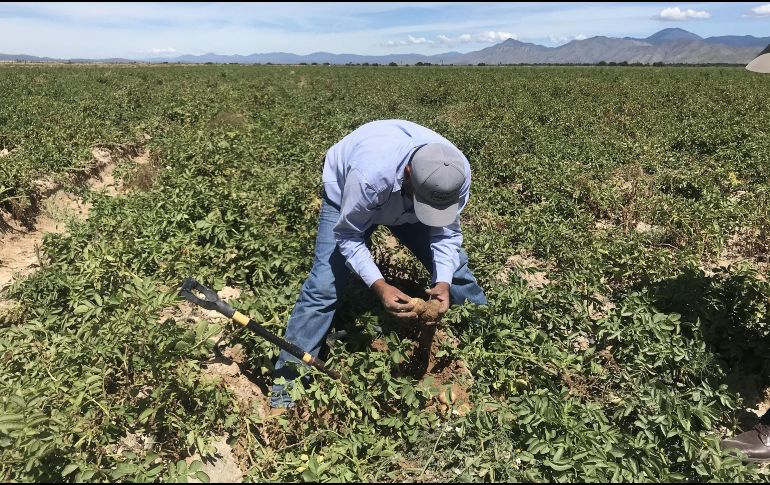 El Inegi menciona que el PIB de las actividades primarias aumentó 0.5 por ciento en este mismo periodo. EFE / ARCHIVO