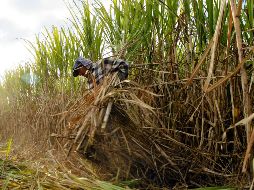 Para el presente ciclo azucarero, México podrá exportar a ese país un máximo de hasta un millón 421 mil 901 toneladas métricas. EL INFORMADOR / ARCHIVO