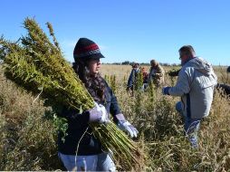 Denuncian que el principal riesgo de contagio es el hacinamiento en el que viven los empleados temporales. AP/ARCHIVO