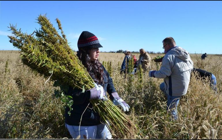 Denuncian que el principal riesgo de contagio es el hacinamiento en el que viven los empleados temporales. AP/ARCHIVO