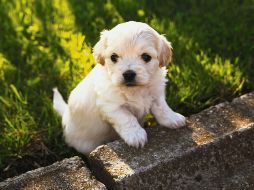 CACHORRITOS. Cuida al máximo de la salud del mejor amigo del hogar. PIXABAY