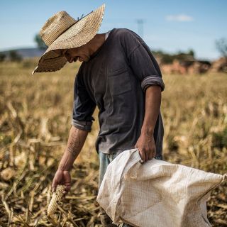 Abrirá Sader Jalisco ventanillas para acceder a programas de apoyos al campo