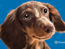 Aprender de los perros, escrito por Lina Palafox. CORTESÍA