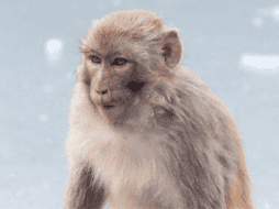 Monos Rhesus tuvieron resultados alentadores en pruebas de ensayo de vacunas contra el coronavirus.