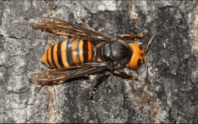 La Vespa mandarinia generalmente no molesta a las personas, pero sí puede picar si se siente amenazada. TWITTER/@Conabio