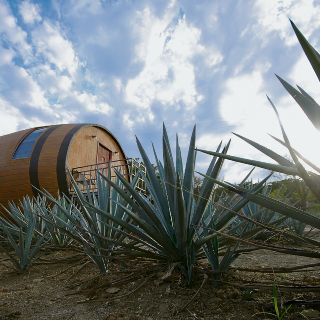 Turismo de Jalisco planta la semilla de la recuperación