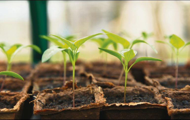 PLANTITAS. Con la composta que prepares, podrás pintar de verde el hogar. PIXABAY