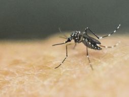 Los municipios más afectados en la incidencia por cada 100 mil habitantes son San Gabriel, Tonila, Pihuamo y Techaluta de Montenegro. AFP / ARCHIVO