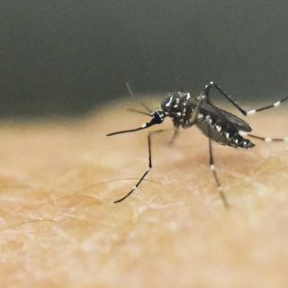 Jalisco sube a tercer lugar nacional en casos de dengue